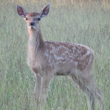 Zur-kleinen-auszeit * Benneckenstein