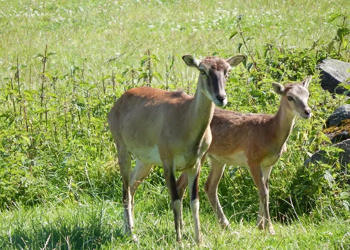 Lägenhet Zur-kleinen-auszeit Benneckenstein