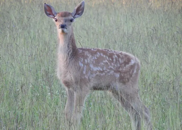 Zur-kleinen-auszeit * Benneckenstein